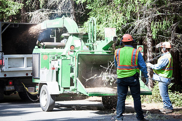 Professional Tree Services in Havre, MT